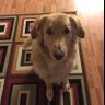Golden Retriever ❤️🍎's profile picture