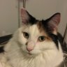 The Cat Whisperer's profile picture