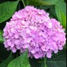 RosemaryEF 的头像