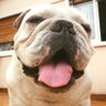 Profilbild von Agile Beast