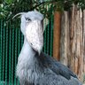 ちょこタイム profil fotoğrafı