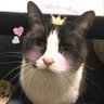 にゃんこLove's profile picture