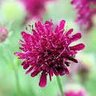 Spikey Scabiosa 💙🇺🇦🇺🇦🇺🇦 的头像
