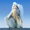 shepp 🐬 的头像