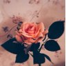 هـنـد's profile picture