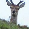 Mad Deer profil fotoğrafı