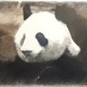 k.norifumi profil fotoğrafı