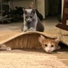 MyCatsAreJudgingYouTrump2024 profil fotoğrafı