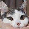 Profilbild von catlover