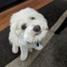 Magnious's profile picture
