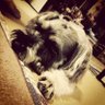 ゴッツ's profile picture