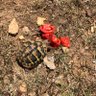 Βαβαί παπαί 🐢 Έα με profil fotoğrafı