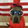 Bow-WOW ๐พ๐บ๐ธ's profile picture
