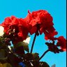 🍒Papaya🍒's profile picture