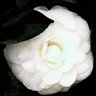 Minabree profil fotoğrafı