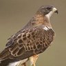 Gary HokieHawk 🇺🇸🇮🇱's profile picture