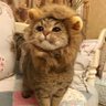 闇落ち副業オタクの猫(ΦωΦ)🐱 的头像