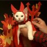Котята и оккультизм's profile picture