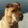 DogsNameIsBella profil fotoğrafı
