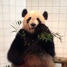 dorapanda's profile picture