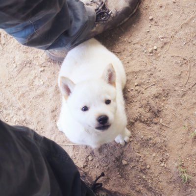 KiichiKawamura's profile picture