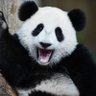 Фото профиля PandaAlbinegre