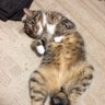 キタロー(乳酸菌) 的头像