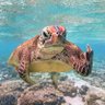 Tortuga Feroz 的头像