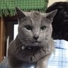 ばろんにゃん's profile picture