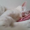 かおりん 的头像