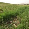 Фото профиля النمراوي