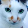 yukimii's profile picture