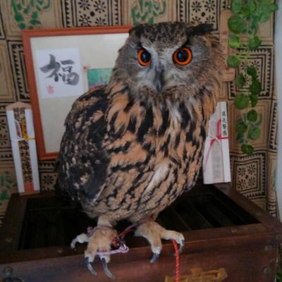 mimizuku_yu's profile picture