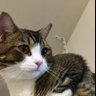 Фото профиля 🐱いいじま組🐱