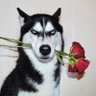 真昼 profil fotoğrafı