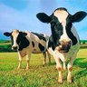 Charlie Stump's profile picture