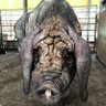 Фото профиля ウンコ臭い脂ギトギト顔面ブサキモヘタレ豚の中年真性童貞