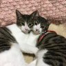 元、浅草のやまさん🐈⸒⸒⸒⸒ profil fotoğrafı