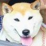 なかの profil fotoğrafı