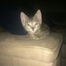 Mutagens's profile picture