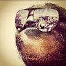 Sloth King's profile picture