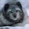 Хроники Большого Пиздеца's profile picture