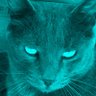 The King of the Cats profil fotoğrafı