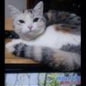 Фото профиля きなこ