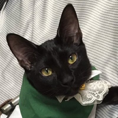 Kuroneko_Levi13's profile picture