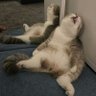 InterMMOop's profile picture