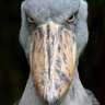 Profilbild von Billdo2728