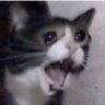 ᕕ( ᐛ )ᕗ's profile picture