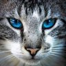 Profilbild von p