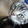 銀たん profil fotoğrafı